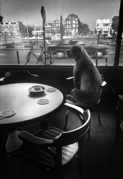 Hund, die Amsterdamer Skyline aus einem Café heraus,aufmerksam betrachtend