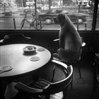 Hund, die Amsterdamer Skyline aus einem Café heraus,aufmerksam betrachtend