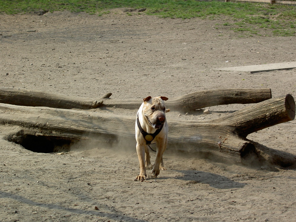 Hund / Dog / Köpek - Shar Pei 01 (Berlin Neukölln Kreuzberg Hasenheide)