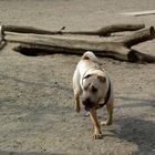 Hund / Dog / Köpek - Shar Pei 02 (Berlin Neukölln Kreuzberg Hasenheide)