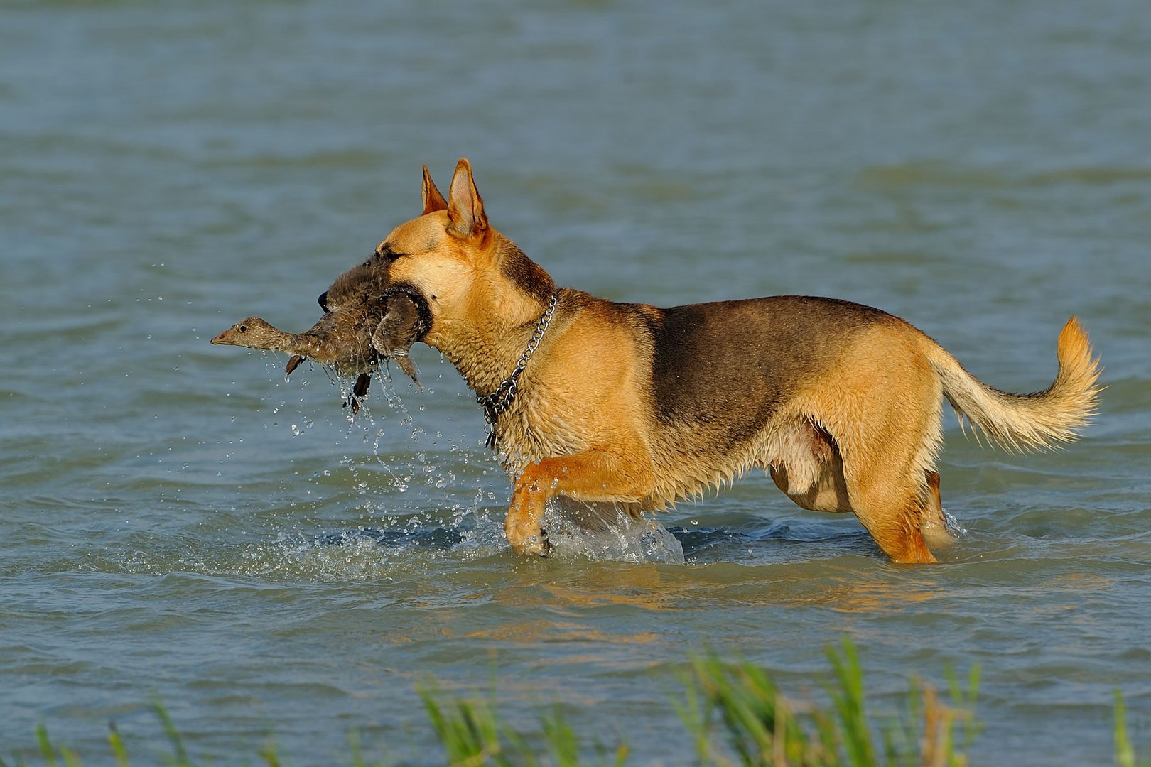 Hund, du hast die Gans gestohlen