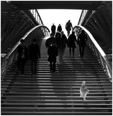 Hund, eine Treppe herabschreitend