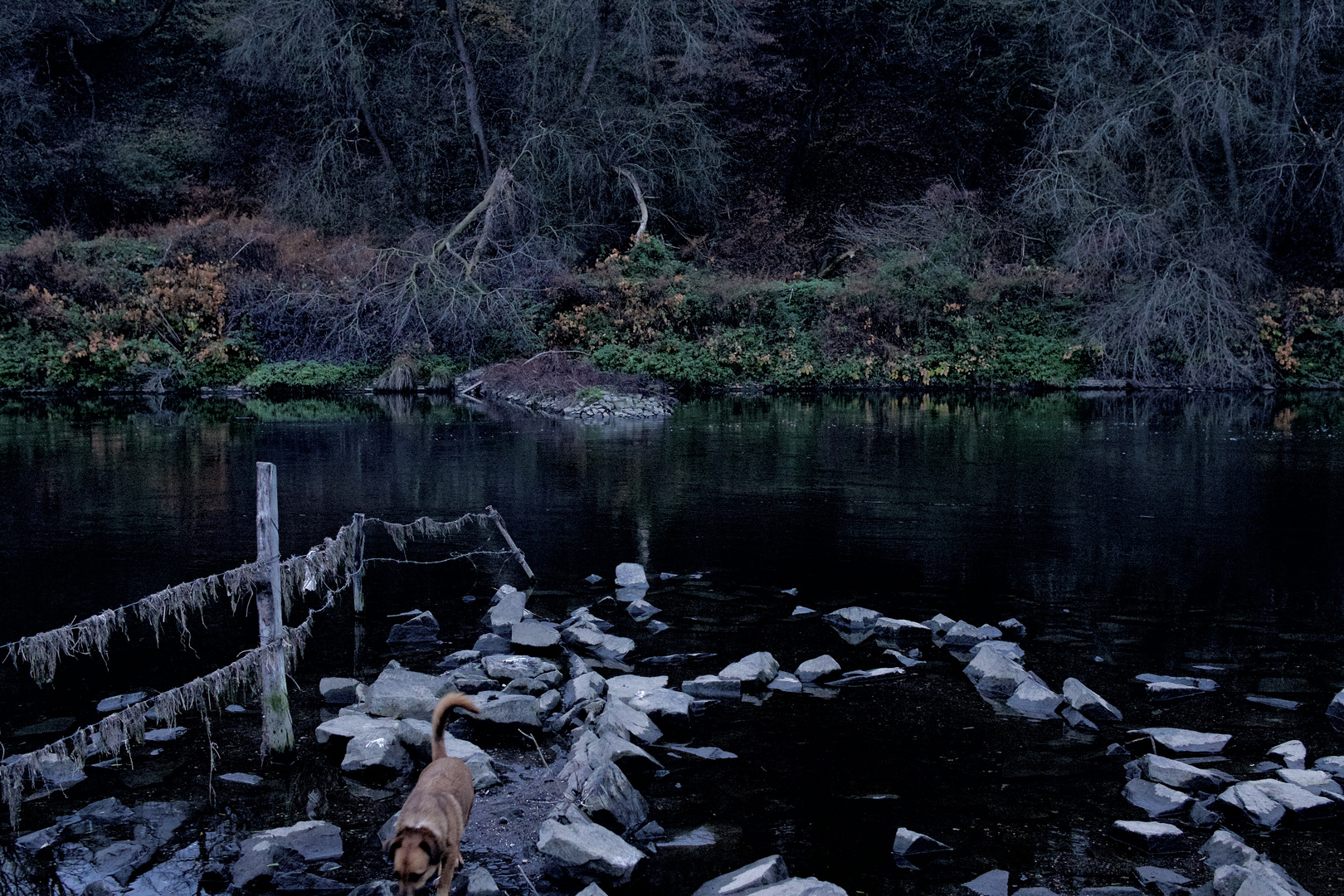 Hund erkundet am dunklen Fluss zerfledderte Bune aber gegenüber is noch gut. 