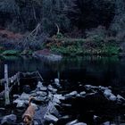 Hund erkundet am dunklen Fluss zerfledderte Bune aber gegenüber is noch gut. 