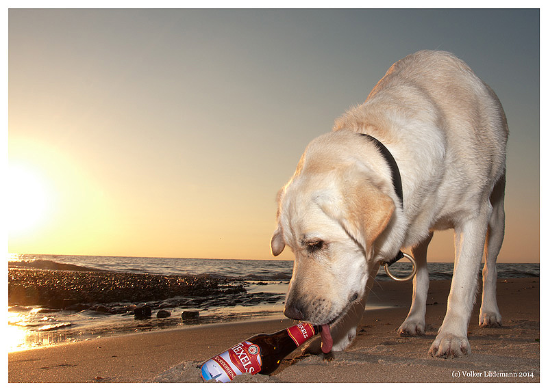 Hund findet Strandgut