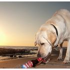 Hund findet Strandgut