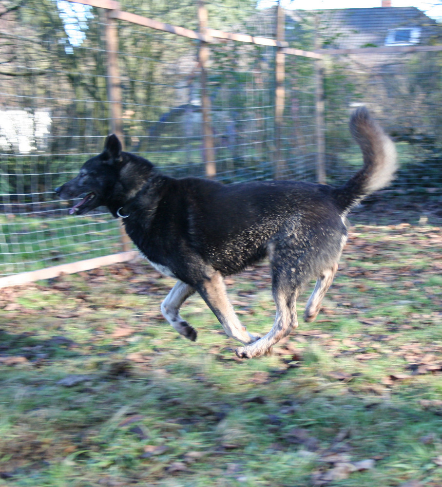 Hund fliegt…