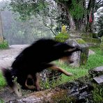 hund flüchtet vor regenguß