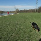 Hund folgt Spur, die von der Roten weg- und zu diesem geheimnisvollen Schatten hinführt.