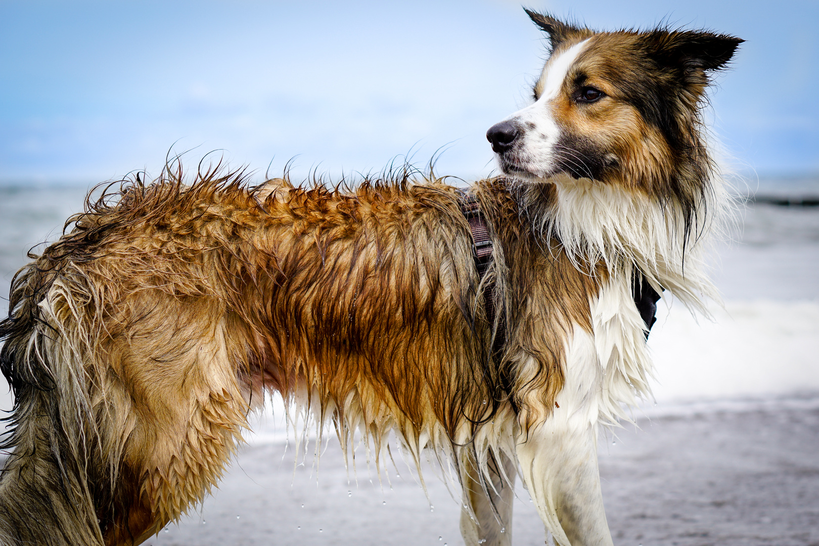 Hund frisch gebadet