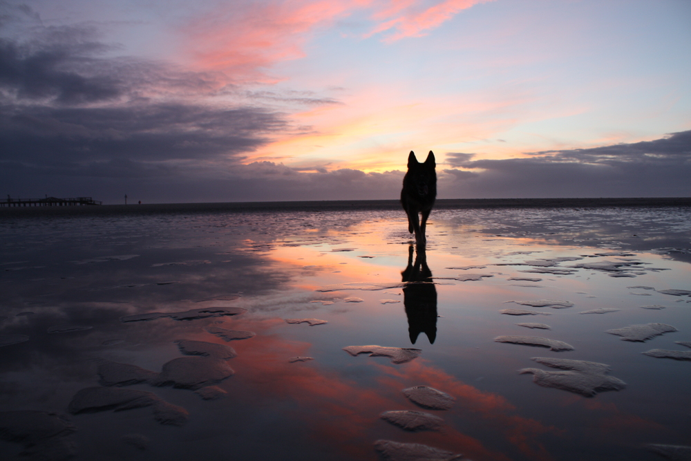 Hund, geh da mal weg