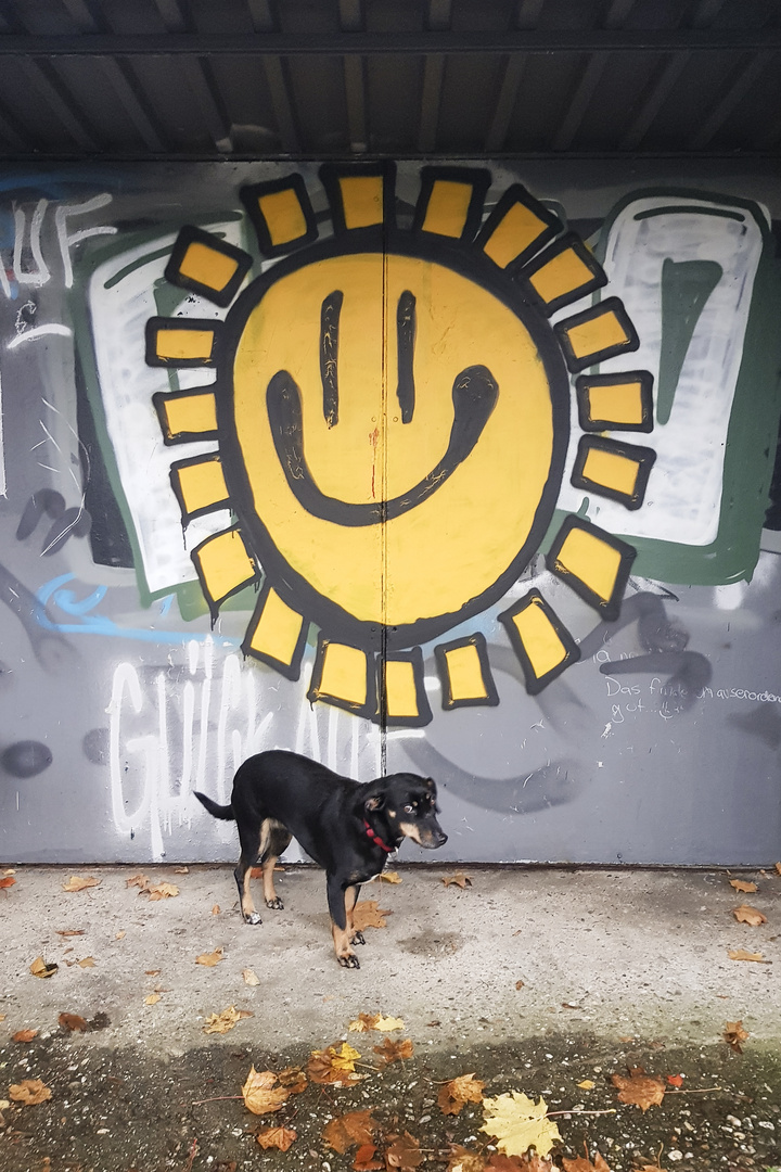 Hund geht bei Regen die Sonne auf!