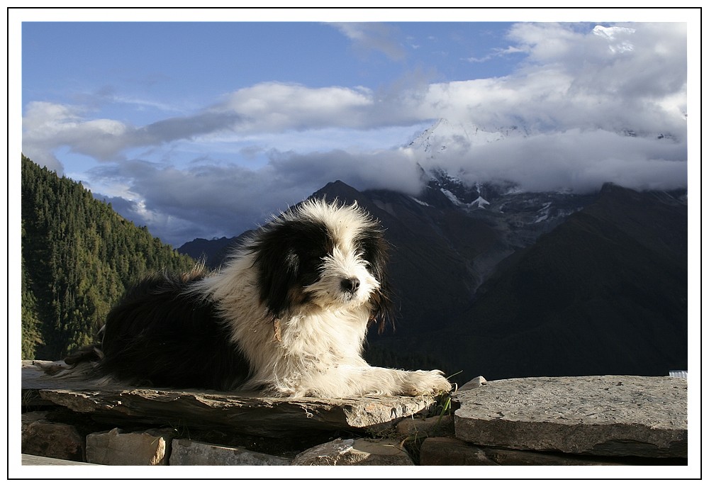 Hund genießt die Bergluft