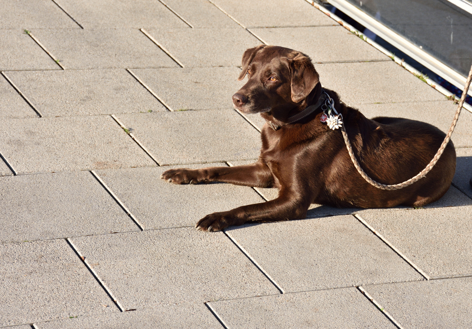 Hund geniesst die Wintersonne