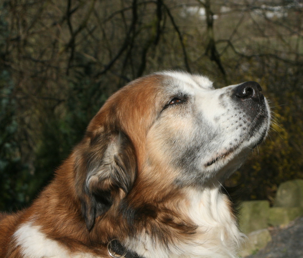 Hund Gizmo genießt die Herbst Sonne. Foto &amp; Bild tiere, haustiere