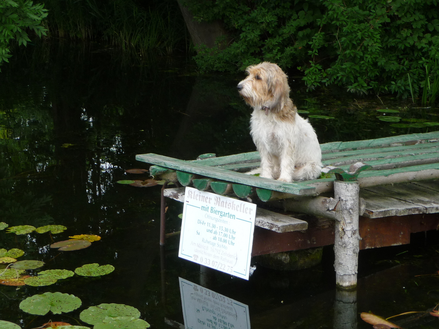 Hund hält Wache