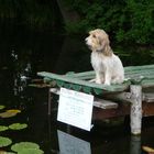 Hund hält Wache