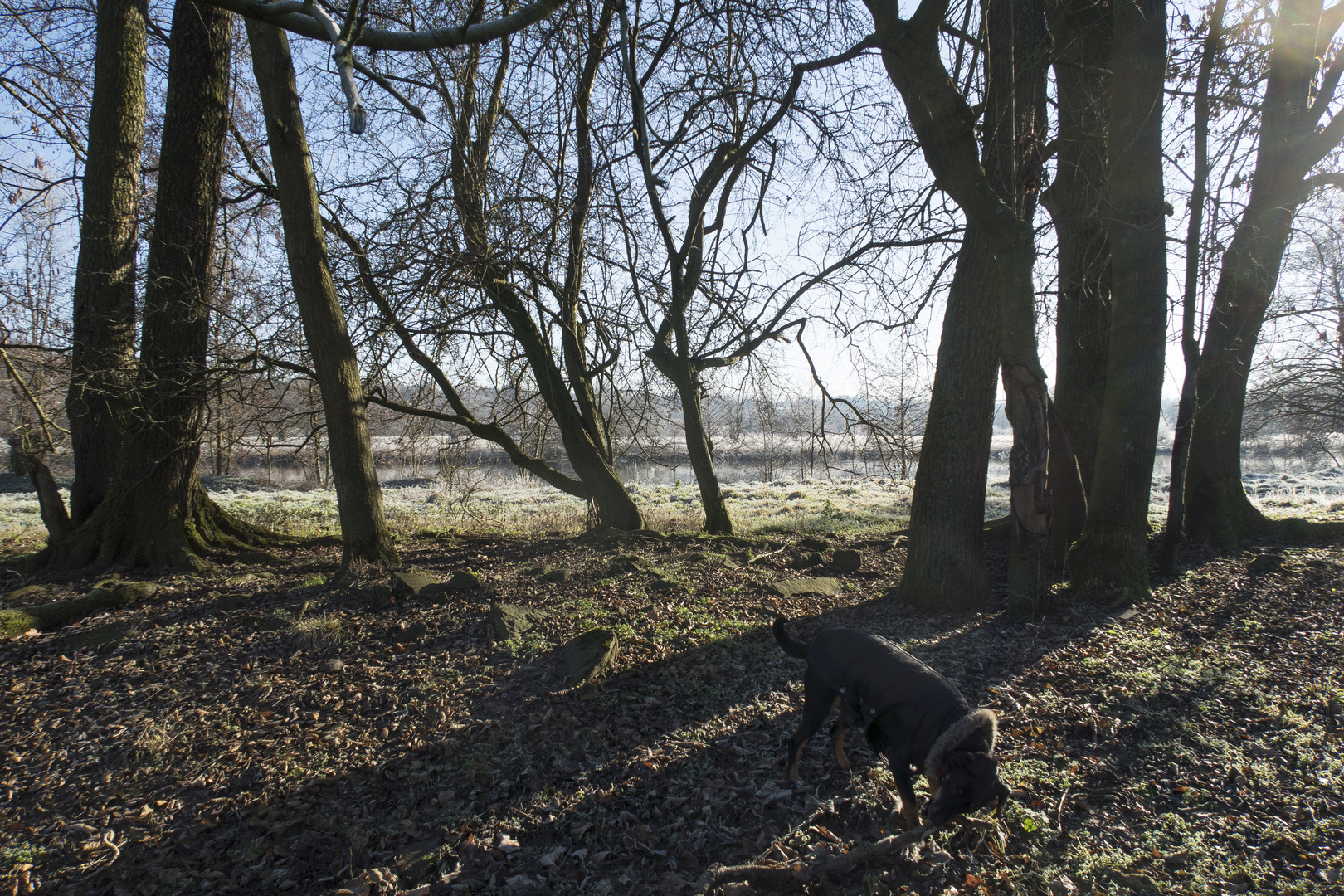 Hund hat die Ruhr wech!