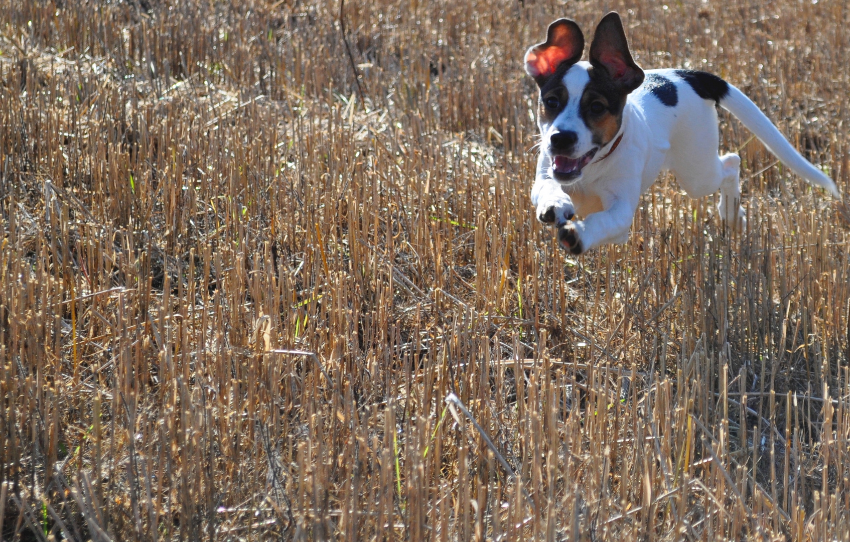 Hund hat Spaß^^