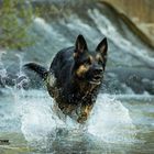 Hund hat Spaß im Wasser 