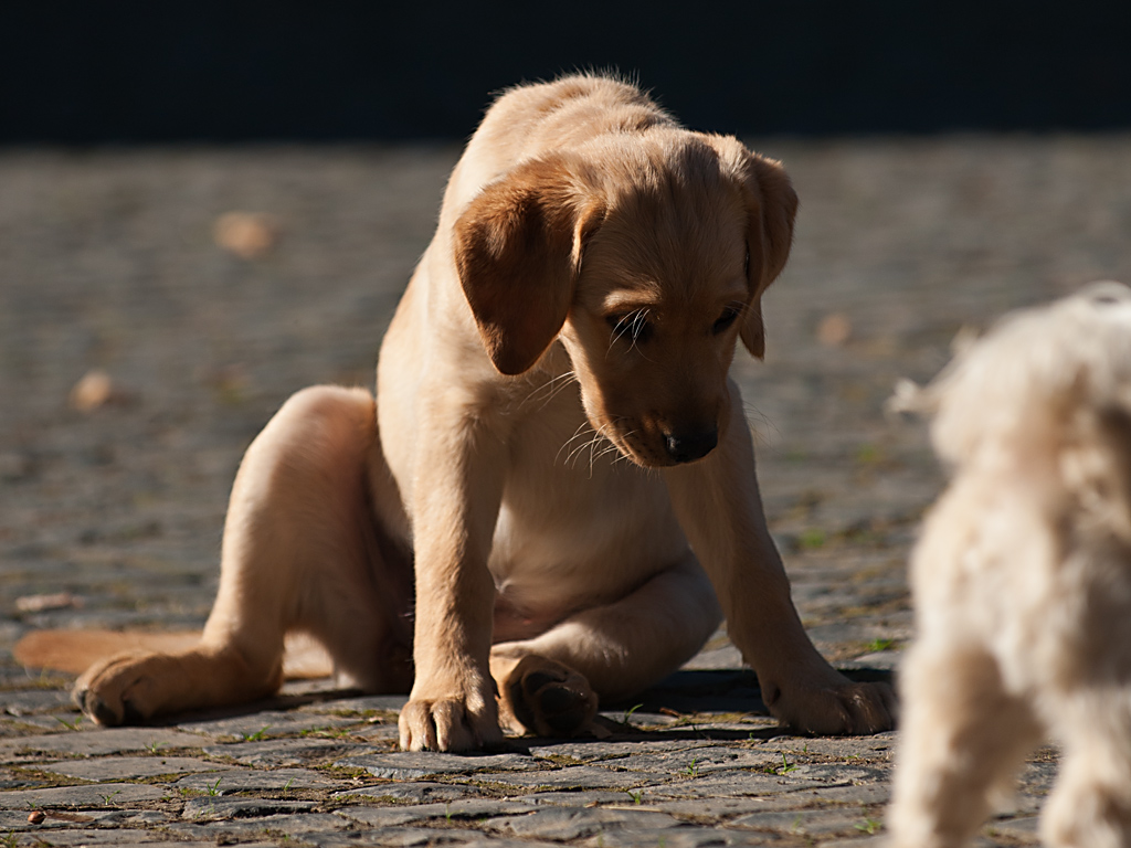 Hund hat's nicht leicht :-)