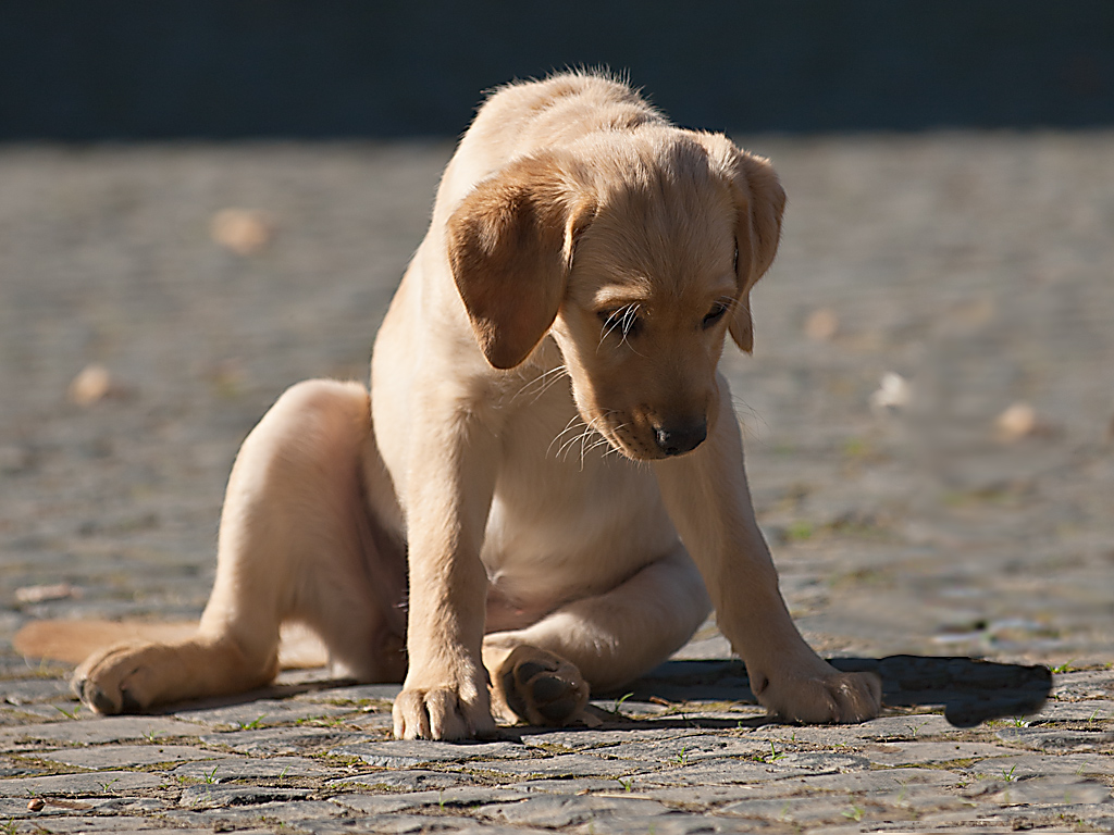 Hund hat's nicht leicht (Retusche)