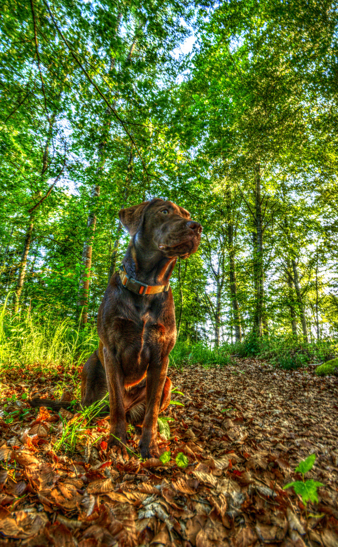 hund-hdr