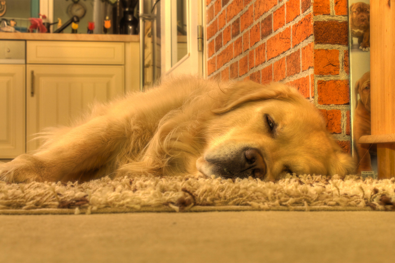 Hund HDR