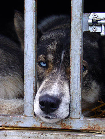 Hund hinter Gittern