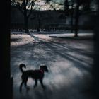 Hund -  Hofgarten # 8