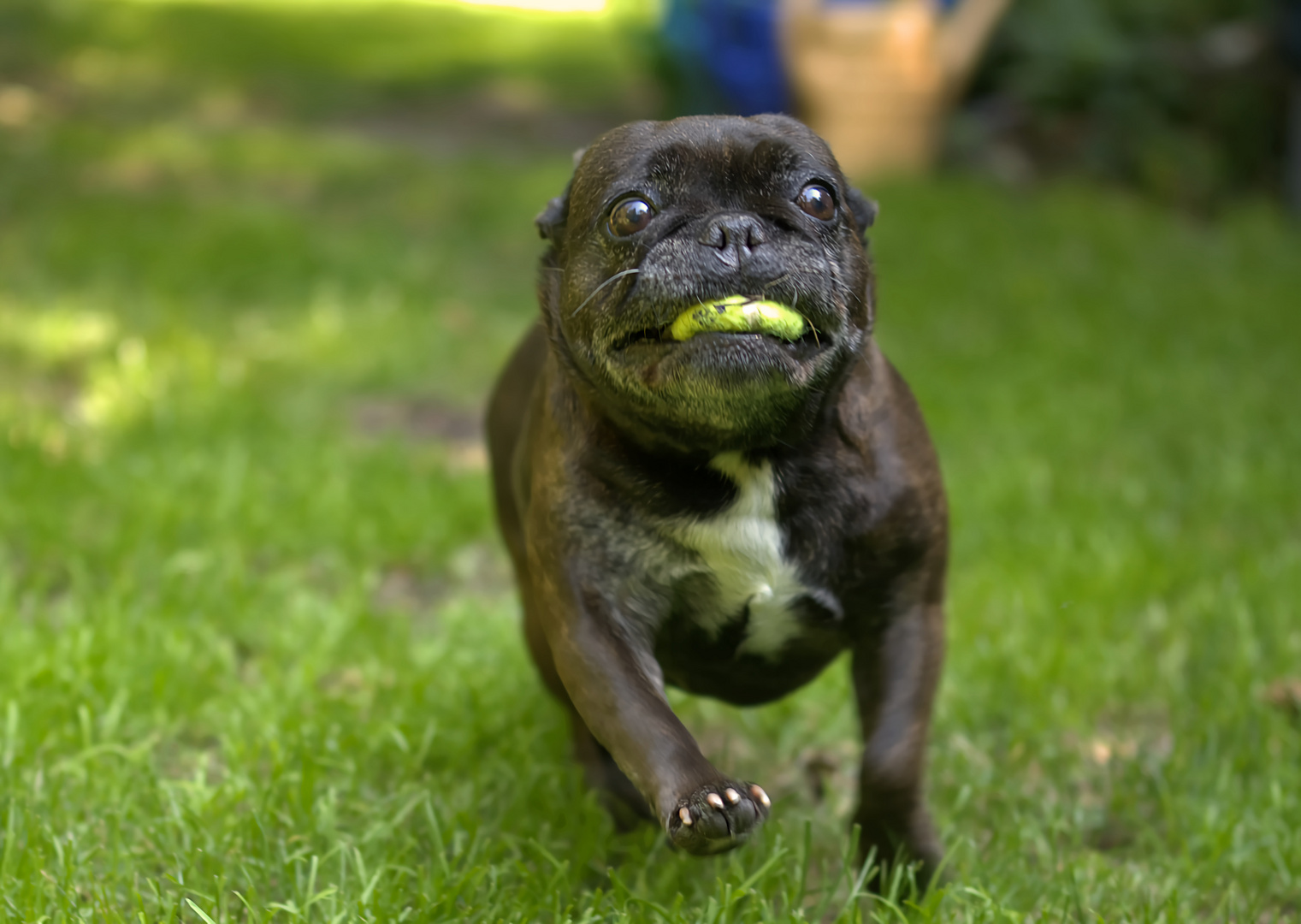 Hund holt Ball