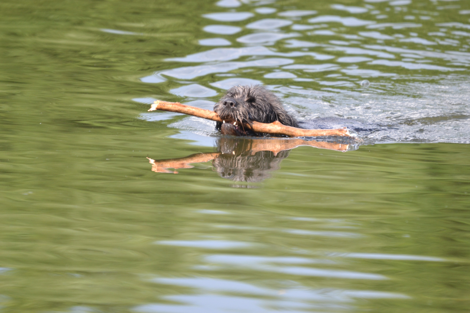 Hund holt Stöckchen aus dem Rückhaltebecken