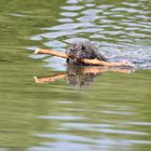 Hund holt Stöckchen aus dem Rückhaltebecken