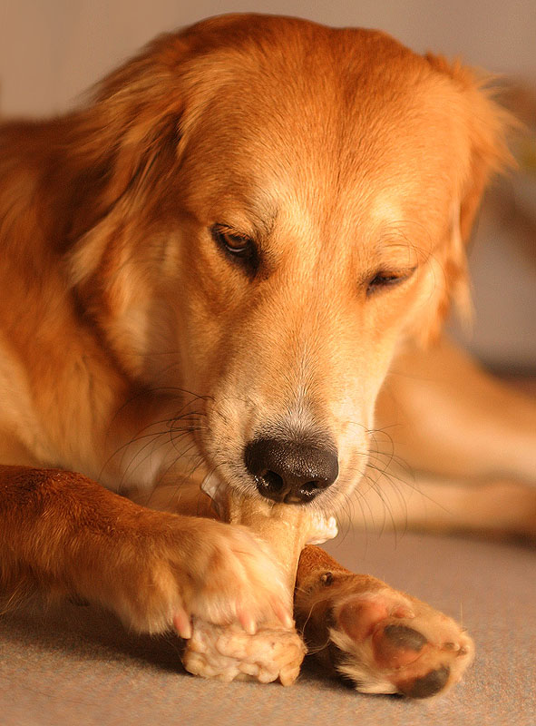 Hund hütet Knochen