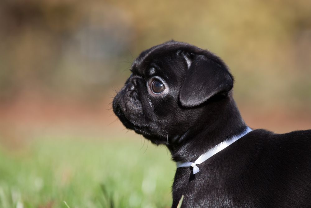 Hund Hunde Mops Welpe tierbild Foto & Bild tiere, tierkinder, natur