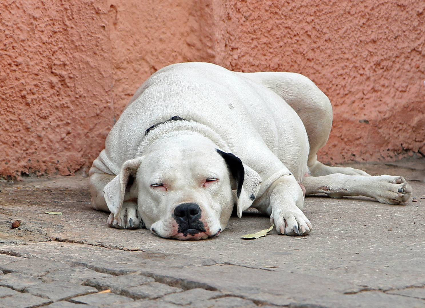 Hund  - ich schlafe nie - 