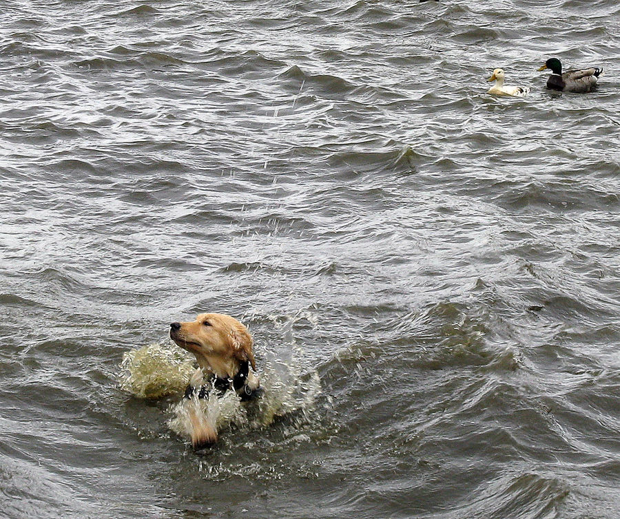 Hund im aufgewühlten Steinhuder Meer