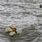 Hund im aufgewühlten Steinhuder Meer