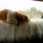 Hund im Auto sieht aus dem Fenster