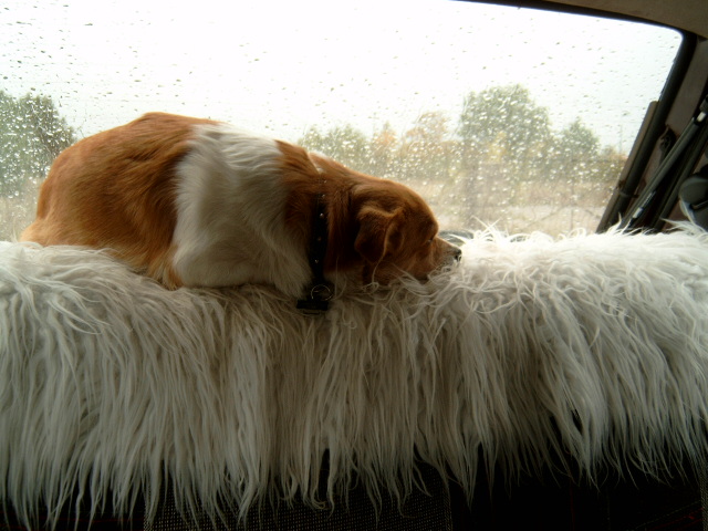 Hund im Auto sieht aus dem Fenster