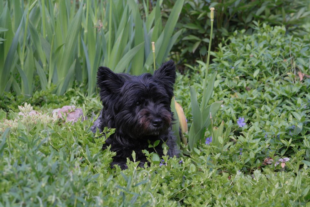 Hund im Beet