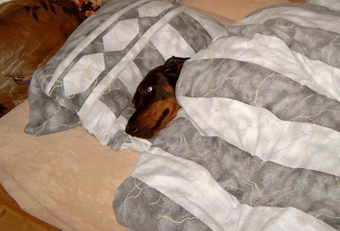 Hund im Bett