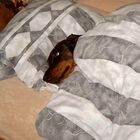 Hund im Bett