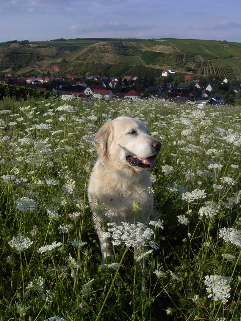 Hund im Blumenmeer