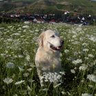 Hund im Blumenmeer