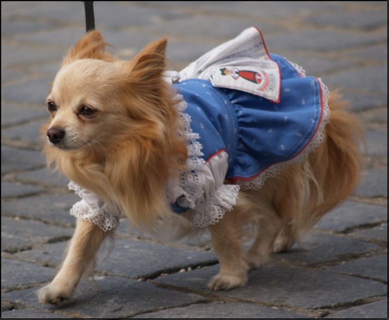 Hund im Dirndl