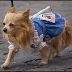 Hund im Dirndl