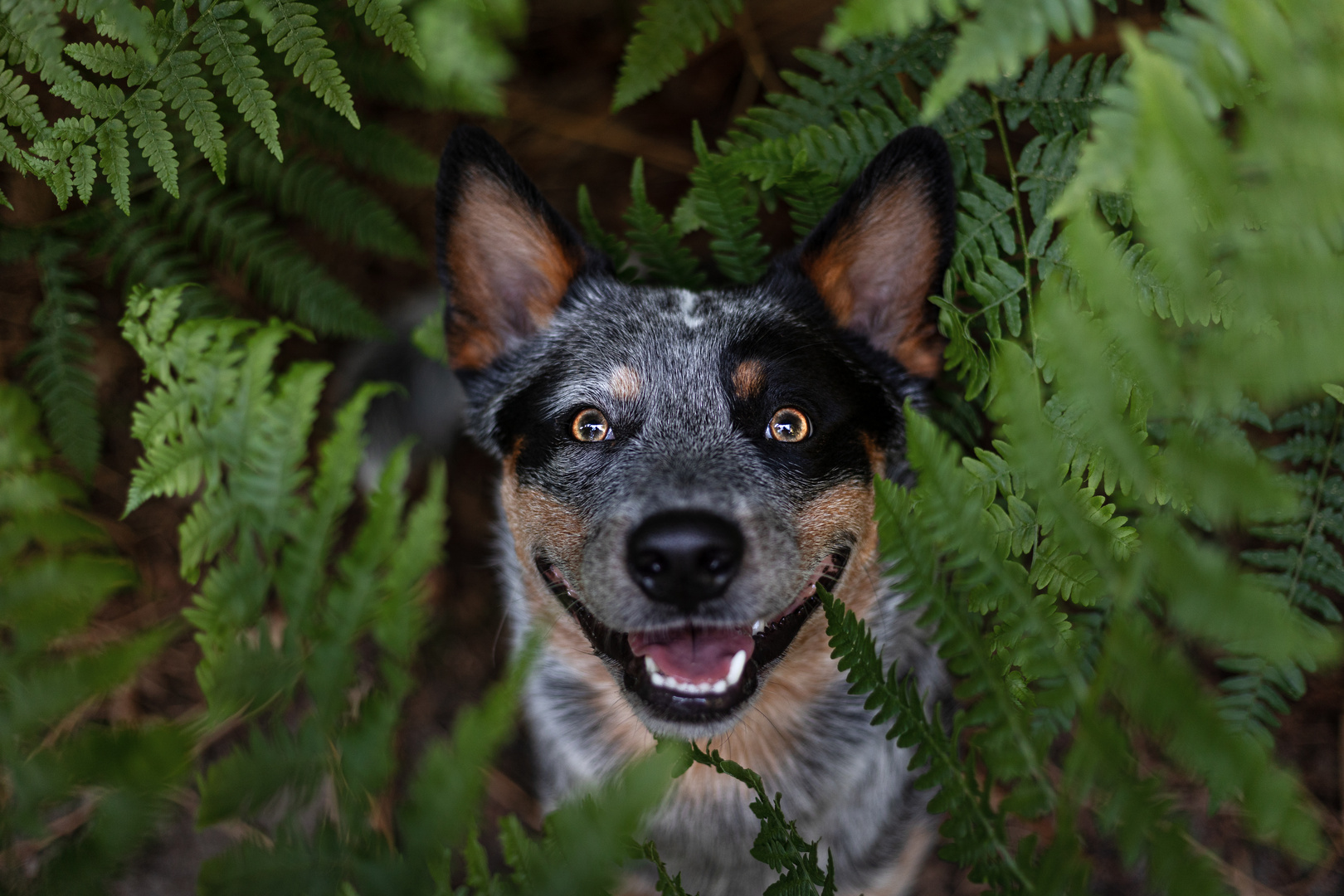 Hund im Farn