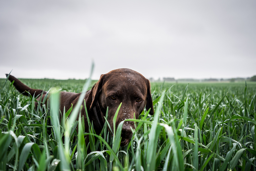 Hund im Feld