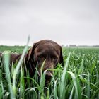 Hund im Feld